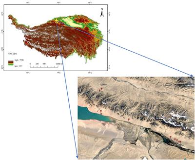 Variation characteristics of different plant functional groups in alpine desert steppe of the Altun Mountains, northern Qinghai-Tibet Plateau